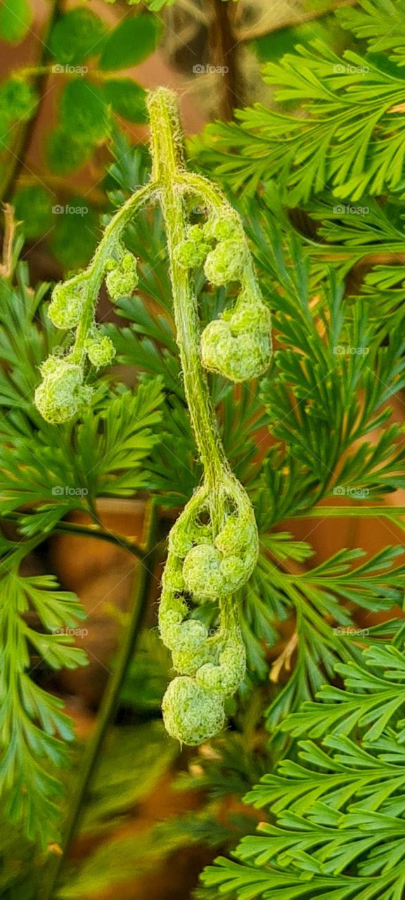 Pteridium aquilinum known by the common name of Fern.
Pteridium aquilinum conhecido pelo nome comum de Samambaia.