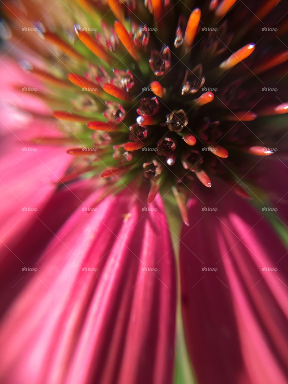 Closeup coneflower