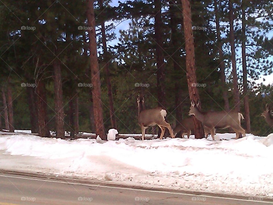 I want hot coco & warm boots