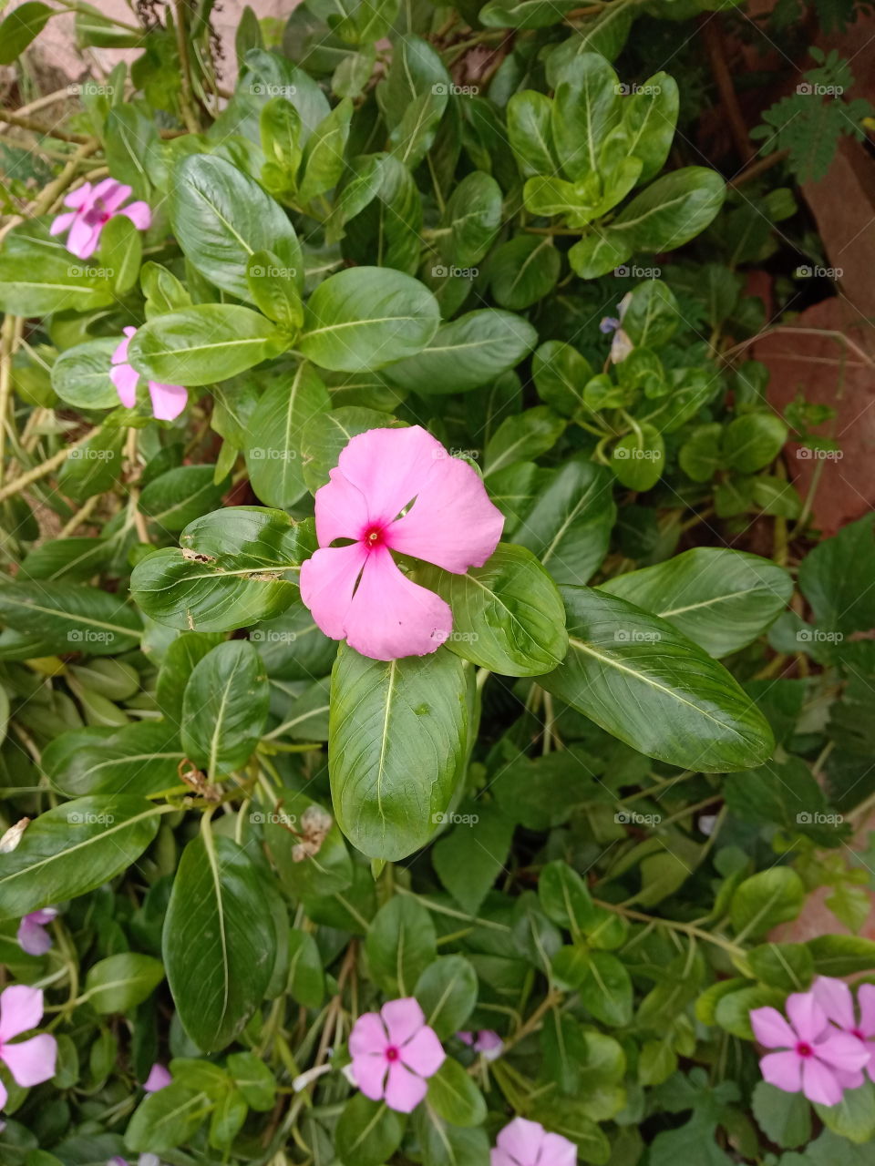 small but beautiful flower