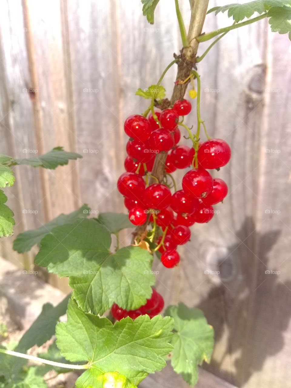 Red currents