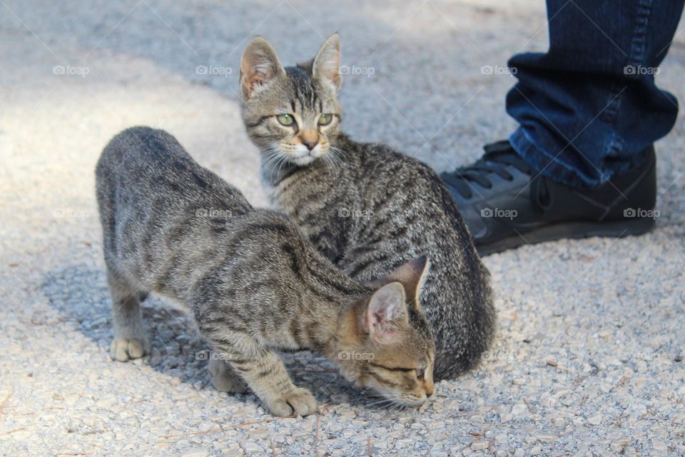 Two kittens