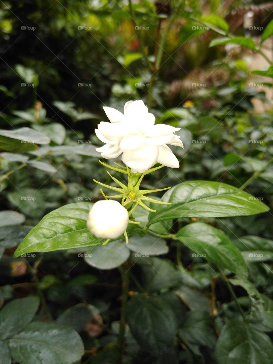 Jasmines in my garden