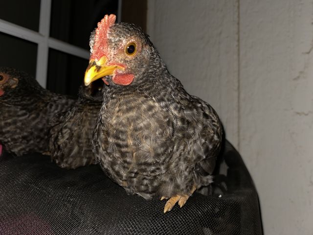 Night chick 