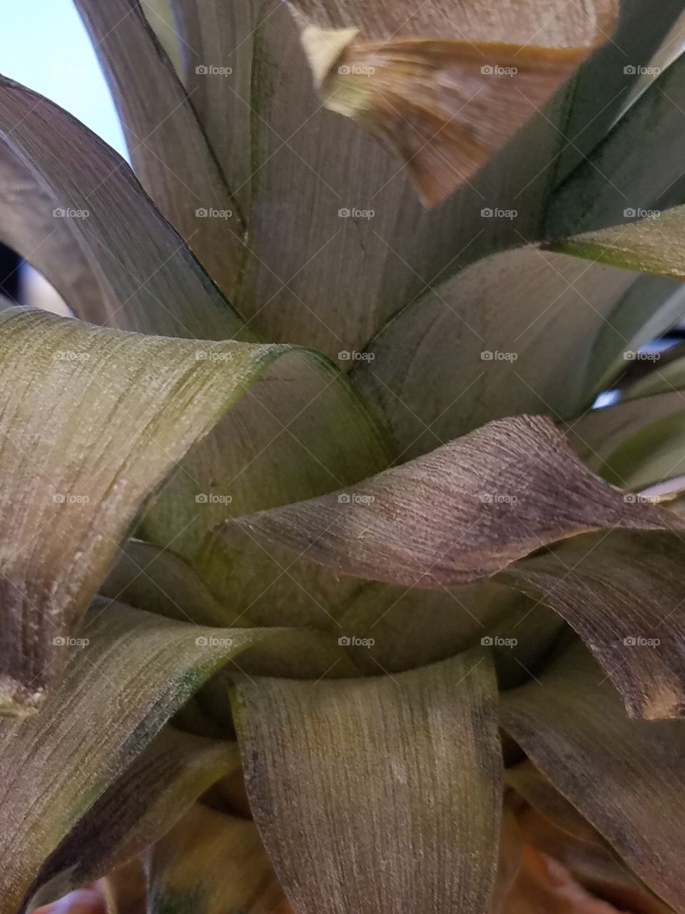 pineapple leaves