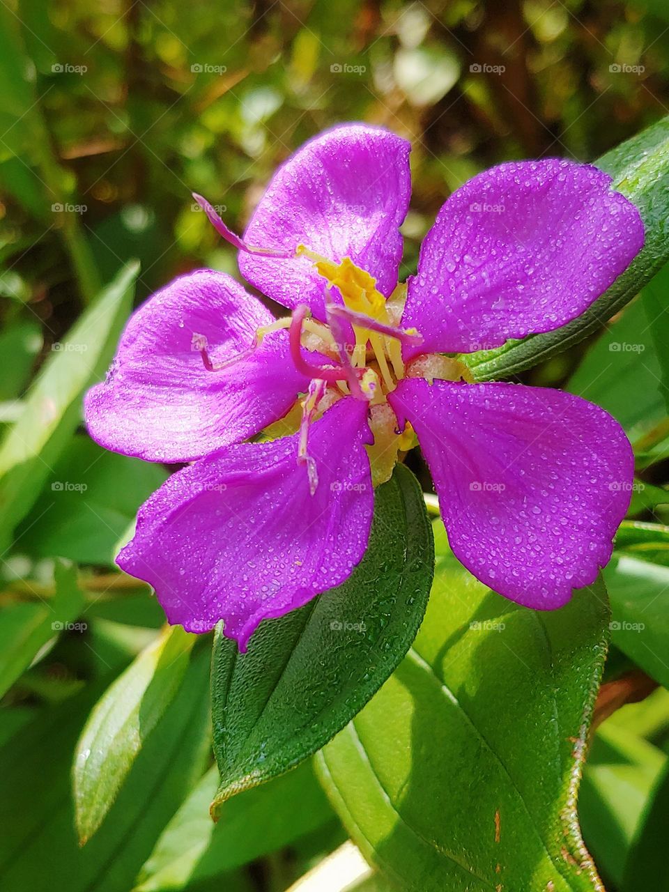 flowers captured