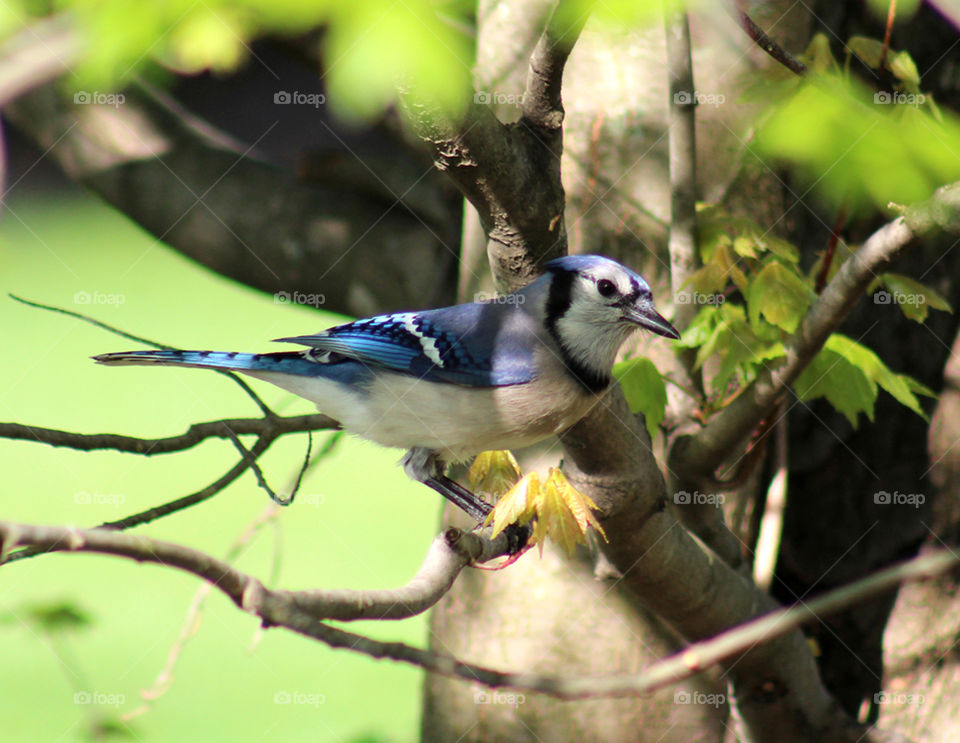 A beautiful blue jay sitting in a tree branch early in the morning. 