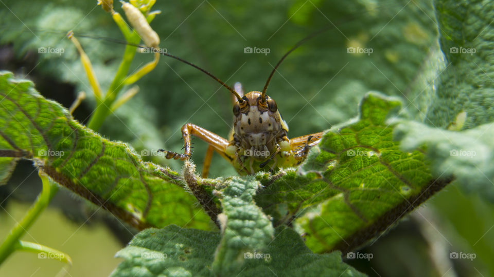 Grasshopper