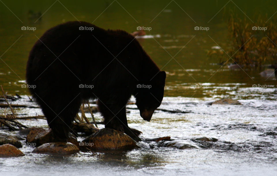 Bear Standing in a River