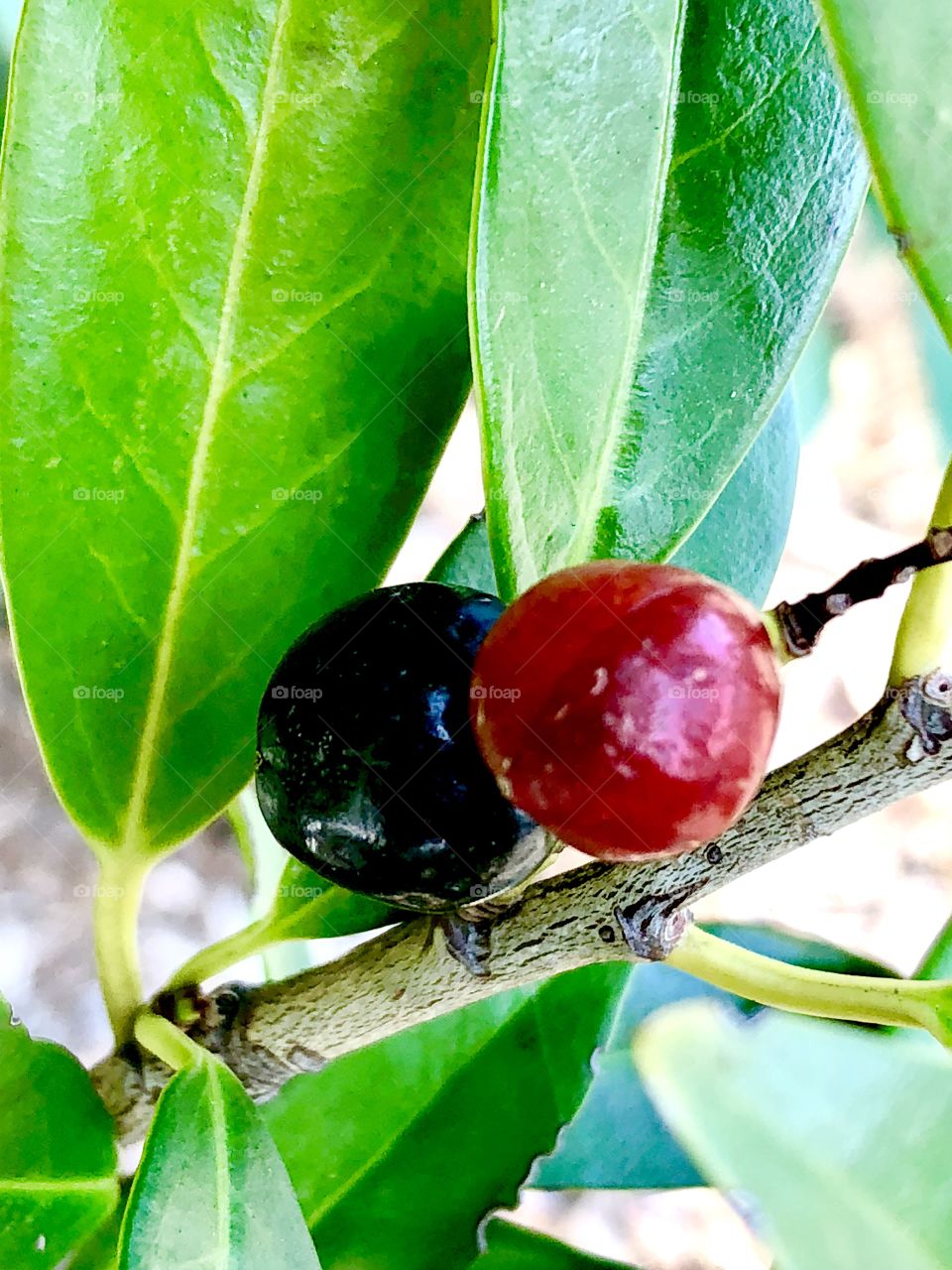 Two sweet berries on a tree