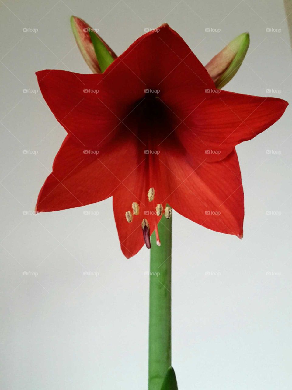 red amaryllis blossom