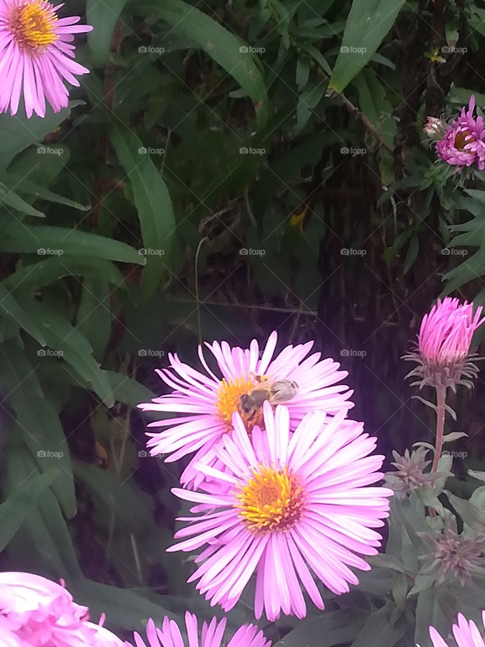 Pink flowers and a bee