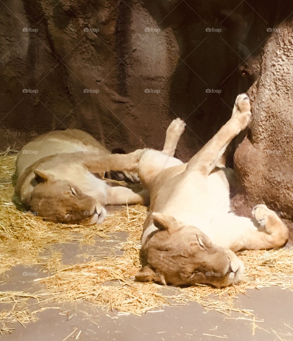 Lionesses sleeping 