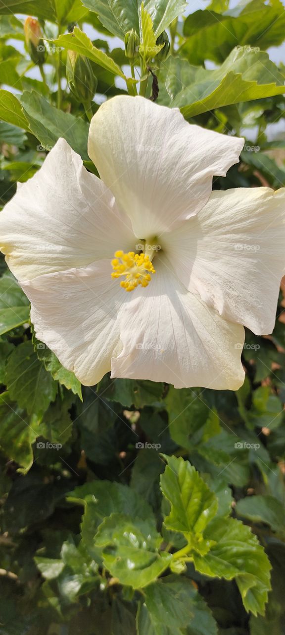 white hibiscus