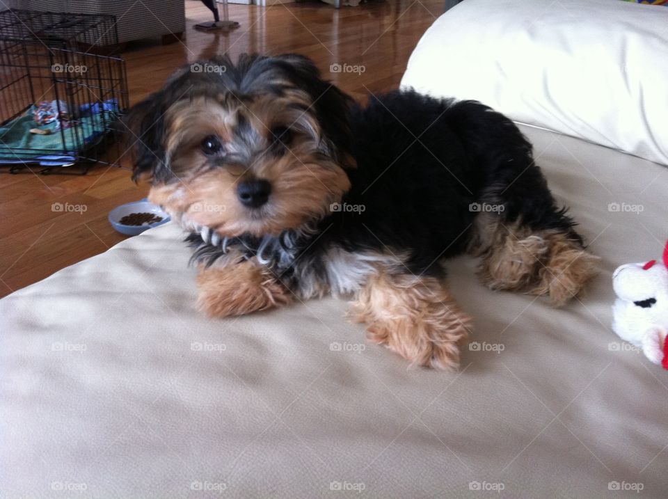 Dog on couch