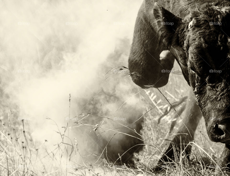 Attacking bull in dusty field