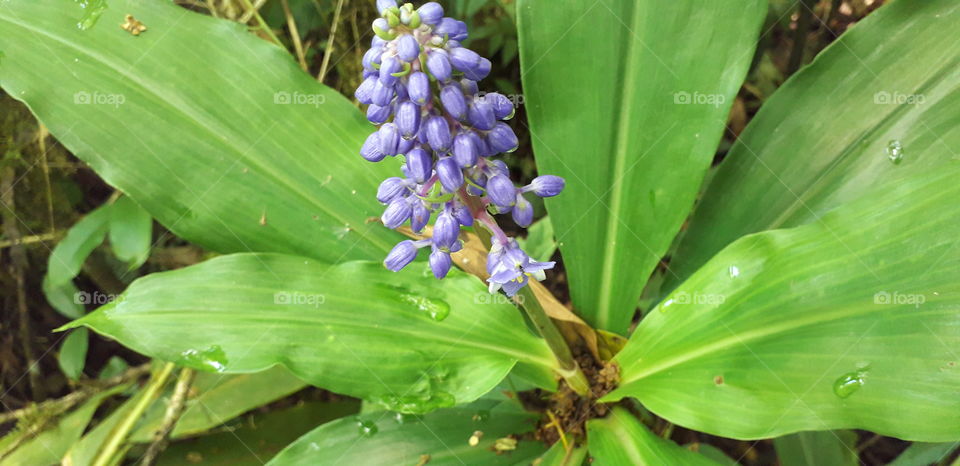 purple flower in a forest