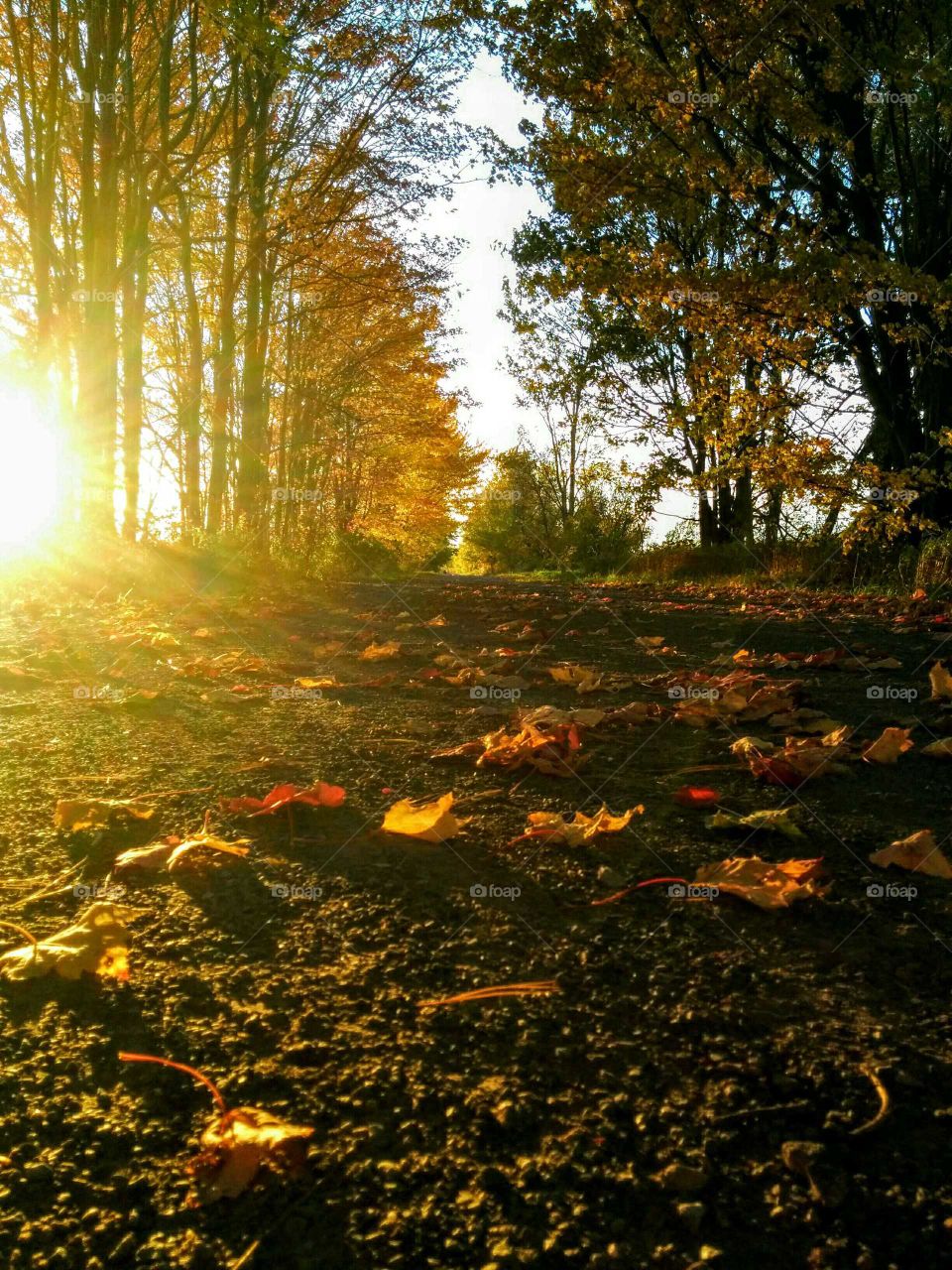 autumn path