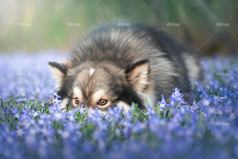 Portrait of a young Finnish Lapphund dog lying down outdoors in nature during spring