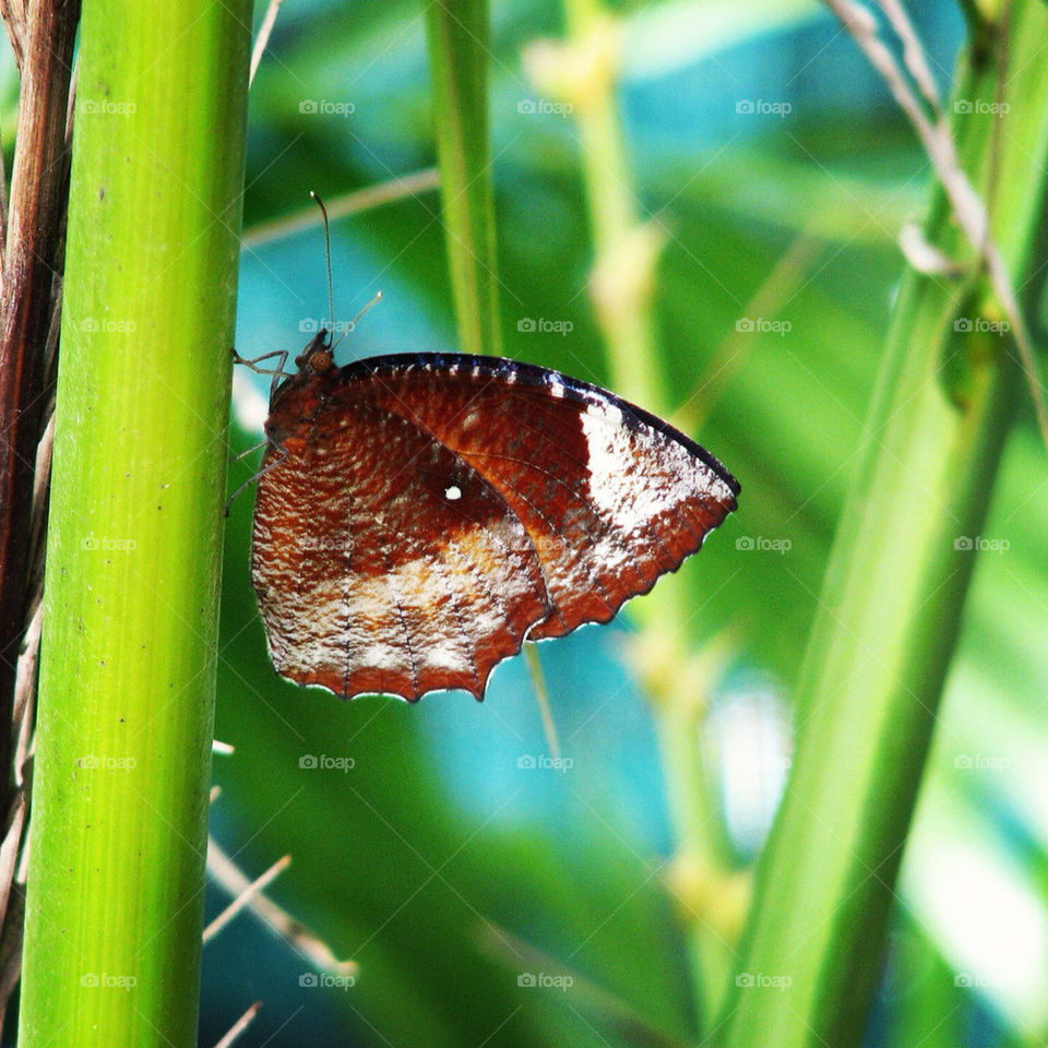 green butterfly thailand leafs by hofit25