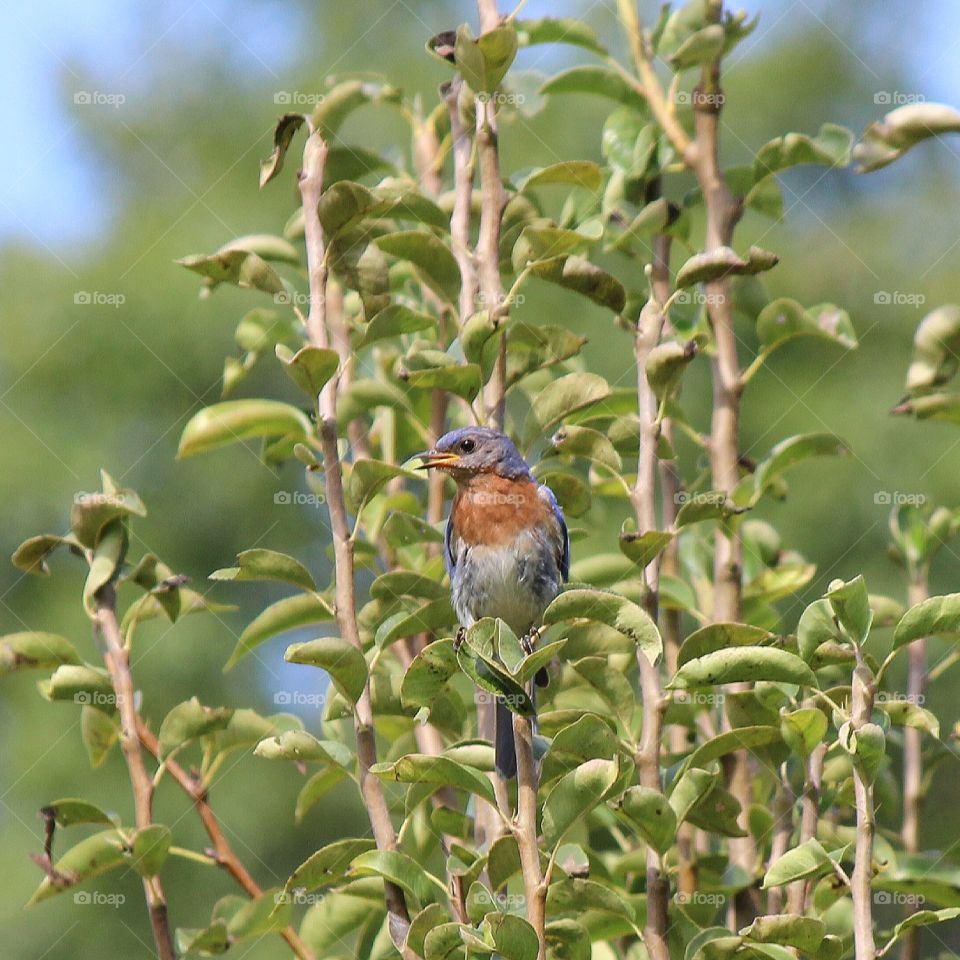 Eastern bluebird sitting in a pear tree on a summer day