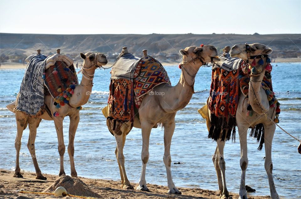 Camels on the beach in Egypt