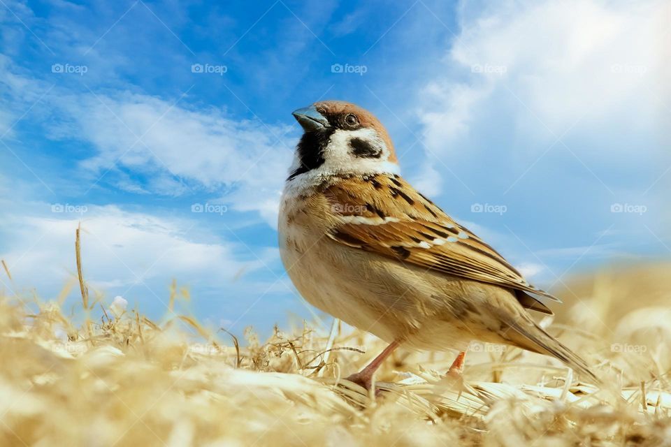 Beautiful and cute bird