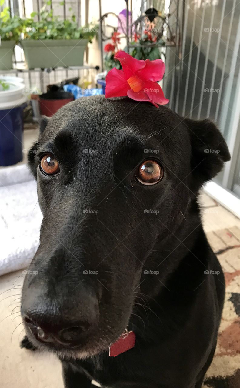 Leesa the Flower Dog