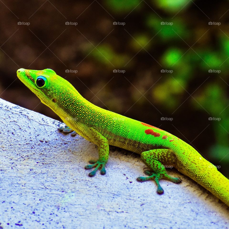 Gecko on my lanai