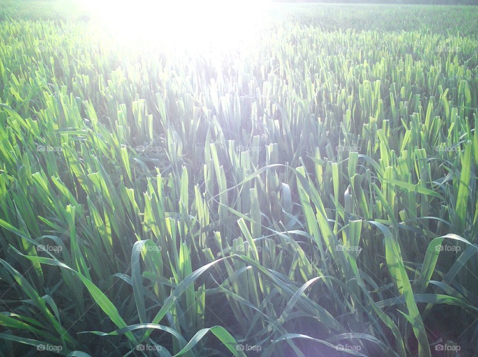 Crop after cutting, with sunlight