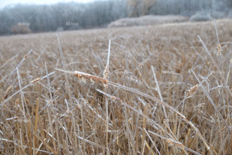 Ice on cattail 