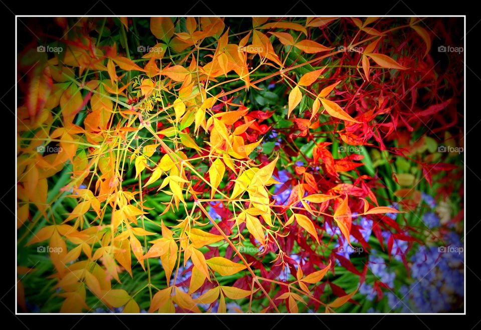 multicolored bush