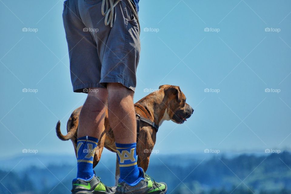 Dog enjoying the view