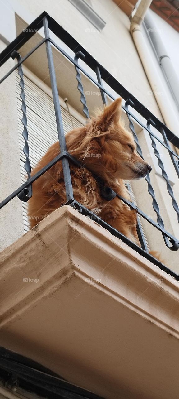 dog looking from the balcony