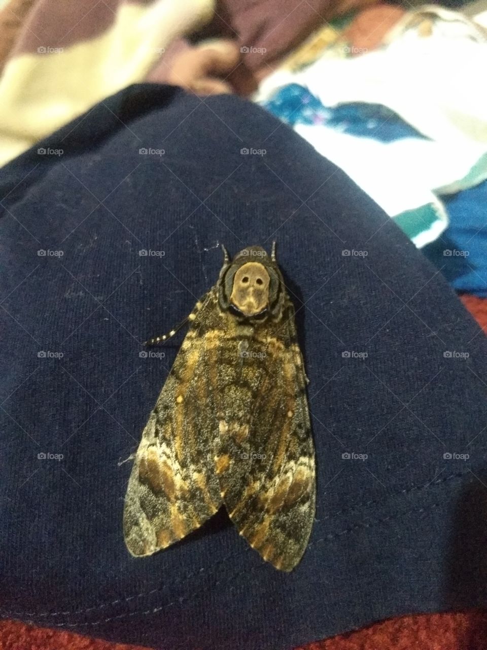 Moth