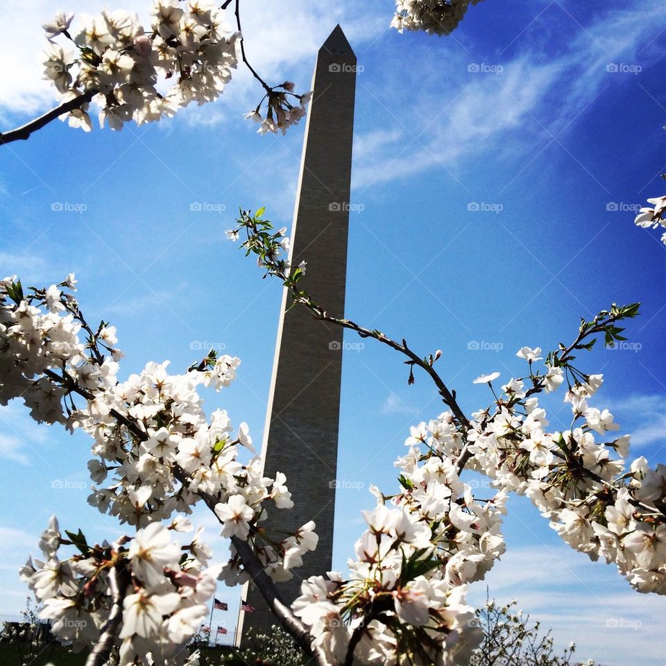 Washington monument and cherry blossom
