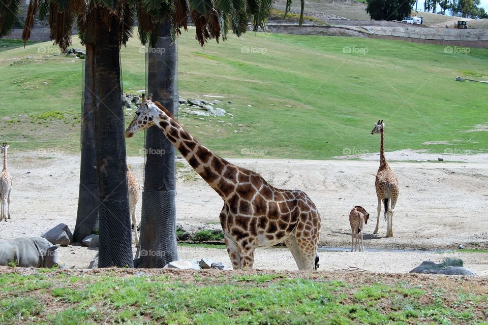 Giraffe in a safari
