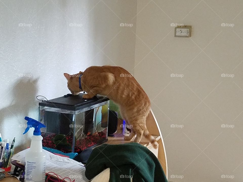 Grif thinks water is best out of the fish bowl.  The veterinary  students in the apartment shudder.   It would be cute if it weren't distracting them from studying.   And if he didn't insist on splattering fish water on all of their notes.
