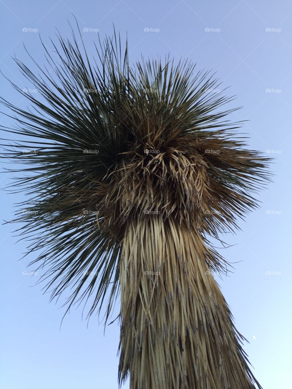 Yucca