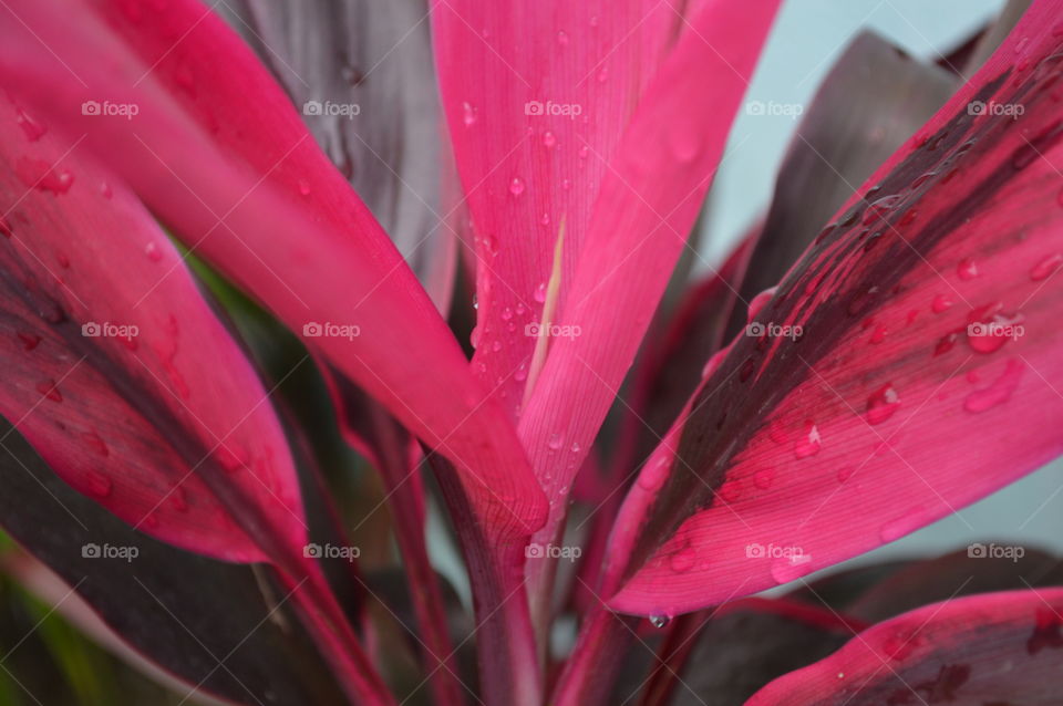 dark red flowers