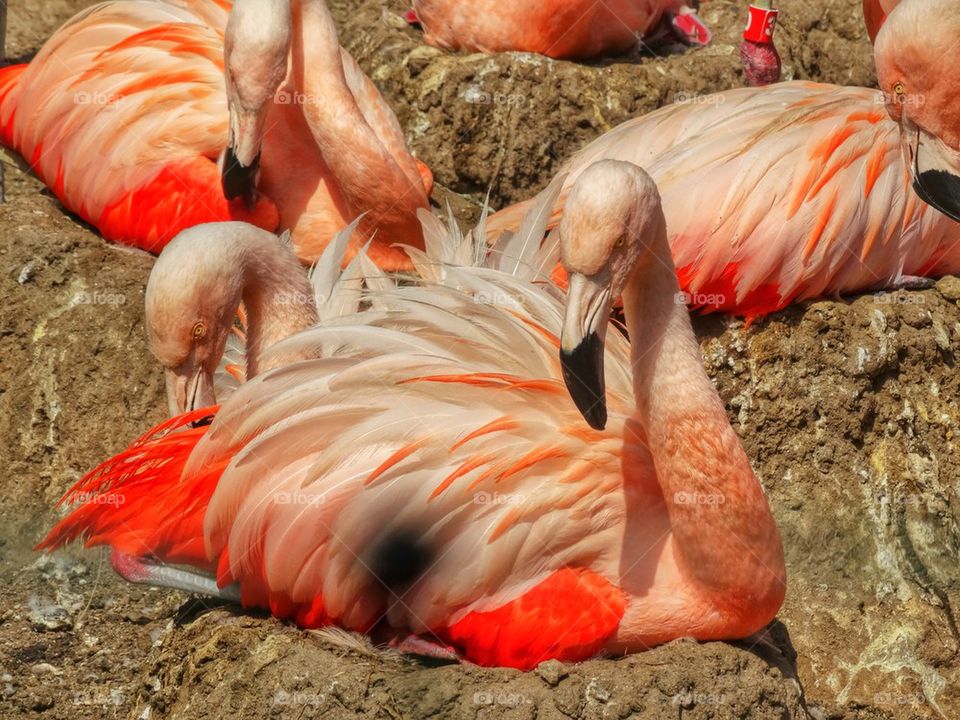 Nesting Flamingo
