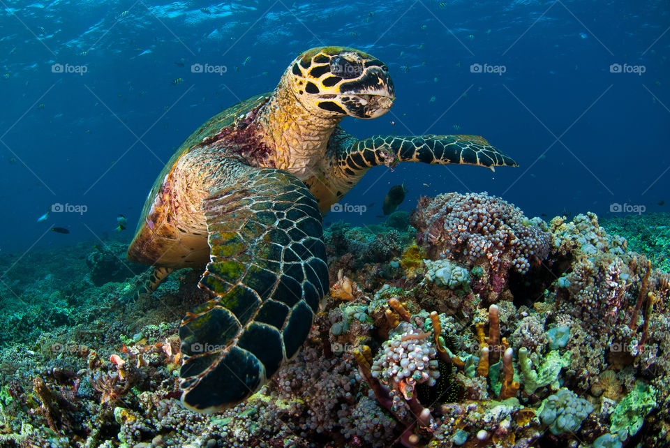Hawksbill turtle eating coral.