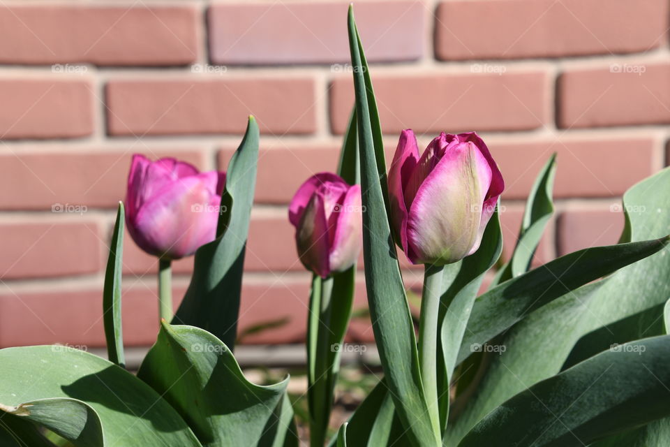 pink tulips in front of bricks