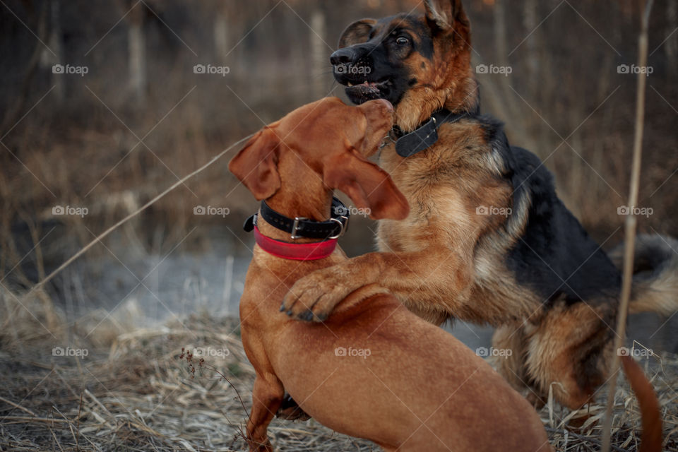 German shepherd young male dog and Hungarian vizsla playing outdoor at spring evening 