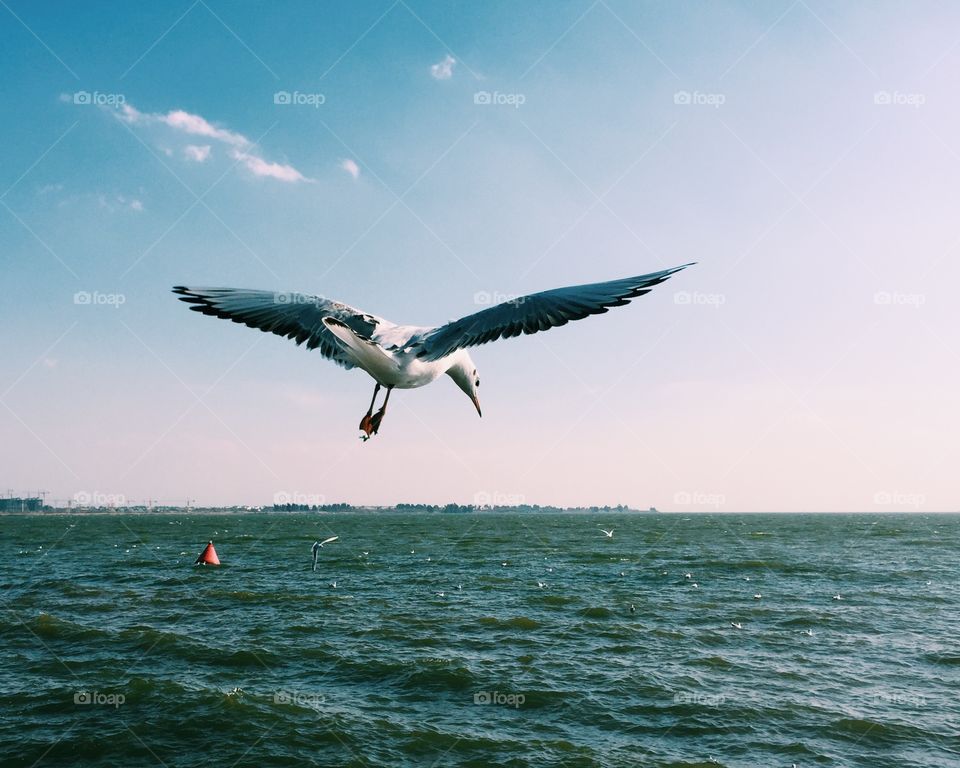 Seagull