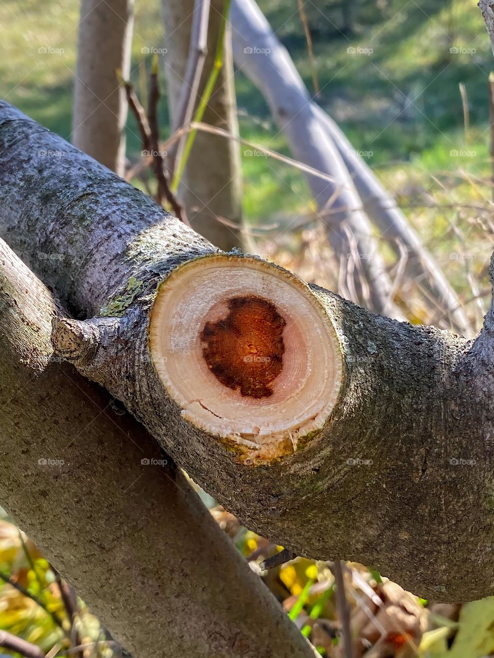 heart-shaped tree interior 📸