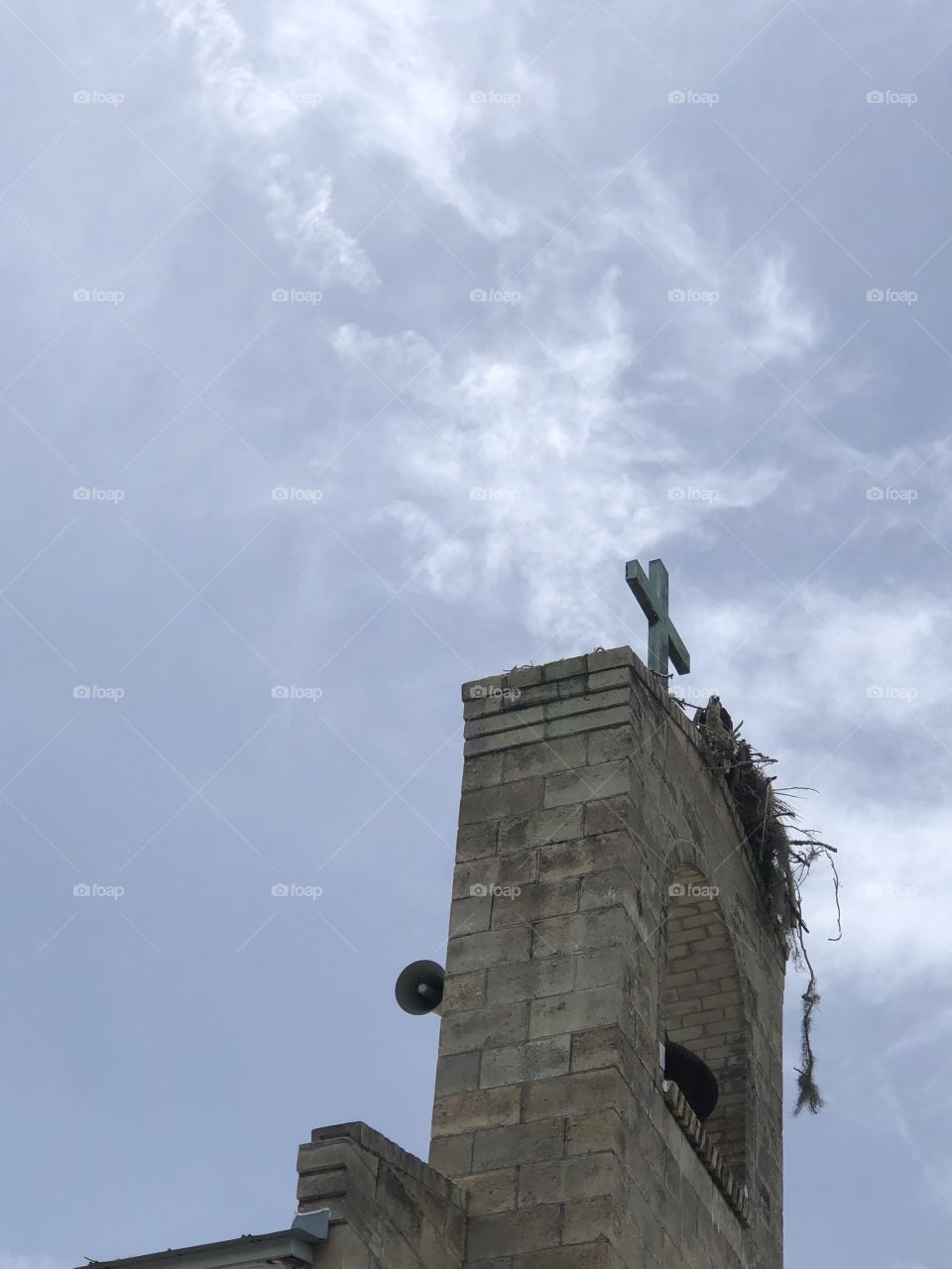 Church steeple provides perfect aerie for osprey family