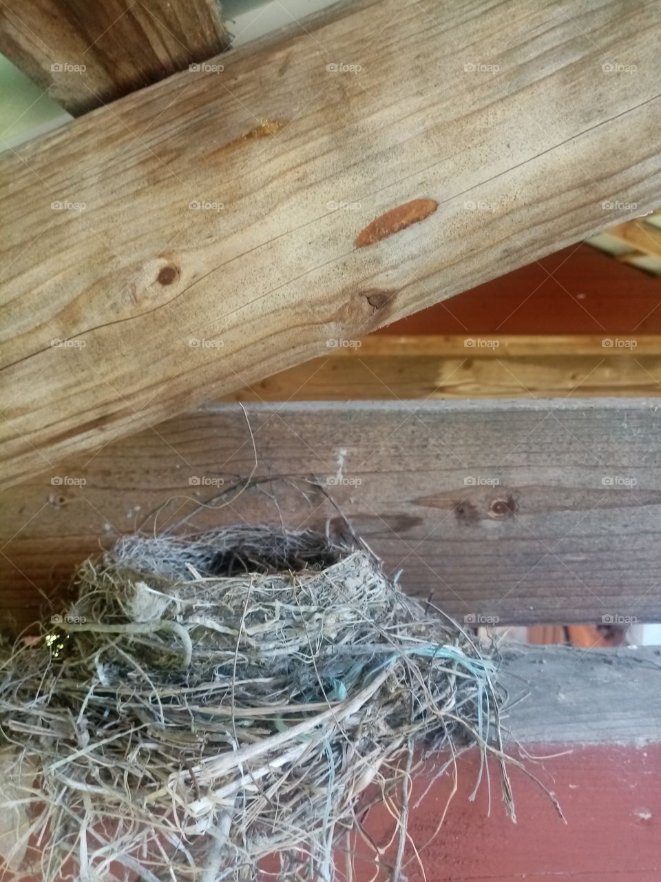 Bird nest
