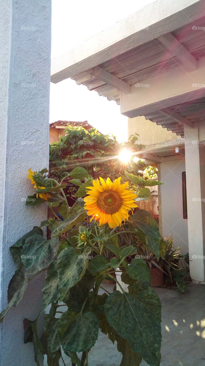 Garden sunflower