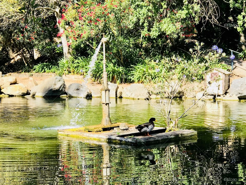 A beautiful place for a duck 